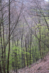 Obraz premium Beech Forest near village of Zasele at Balkan Mountains, Bulgaria