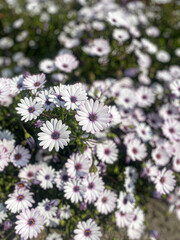 Obraz premium White flowerbed flowers
