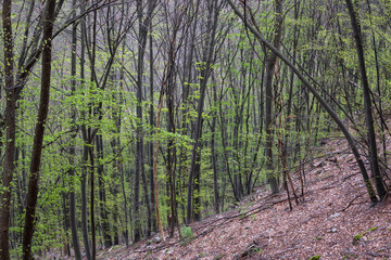 Beech Forest near village of Zasele at Balkan Mountains, Bulgaria