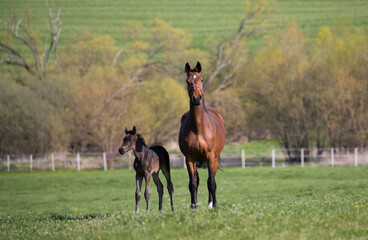 Mare with foal in the spring green pasture