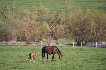 Mare with foal in the spring green pasture