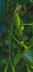 Obraz premium fern leaves