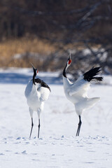Japanese Red-Crowned Cranes Perform Mating Dance in Hokkaido