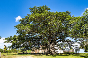 Fototapeta premium Big Ficus tree in front of the Garcia D'Avila castle, in the Praia do Forte, Mata de Sao Joao, Bahia, Brazil