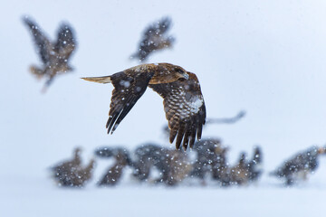 Black Kite in Snowstorm in Winter in Hokkaido Japan