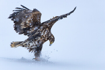 White-Tailed Eagles in Snowstorm in Winter in Hokkaido Japan