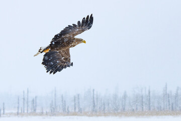 White-Tailed Eagles in Snowstorm in Winter in Hokkaido Japan