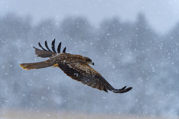 Black Kite in Snowstorm in Winter in Hokkaido Japan