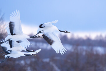 Japanese Red-Crowned Cranes in Flight in Winter in Hokkaido Japan