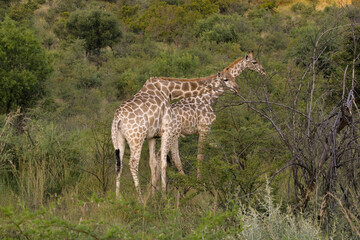 The giraffe is the tallest land-dwelling and largest ruminant mammal of all extinct species
