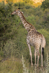 Naklejka na ściany i meble The giraffe is the tallest land-dwelling and largest ruminant mammal of all extinct species
