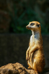 The meerkat is a colonial carnivorous mammal, 24 to 30 cm long, native to Africa.