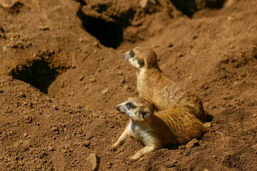 Fototapeta premium The meerkat is a colonial carnivorous mammal, 24 to 30 cm long, native to Africa.