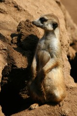 The meerkat is a colonial carnivorous mammal, 24 to 30 cm long, native to Africa.