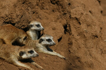 The meerkat is a colonial carnivorous mammal, 24 to 30 cm long, native to Africa.
