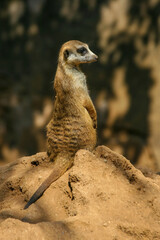 The meerkat is a colonial carnivorous mammal, 24 to 30 cm long, native to Africa.