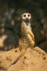 The meerkat is a colonial carnivorous mammal, 24 to 30 cm long, native to Africa.