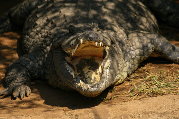 Crocodiles are a group of reptiles with bony scales that inhabit swamps and water bodies in warm regions.