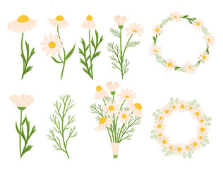 Set of Chamomile Flowers Plants, Frames, Wreaths and Blossoms Showcasing The Delicate Beauty Of Daisy-like Blooms