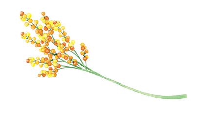 Watercolor drawing, mimosa, summer yellow twig flower. Illustration for gift, postcard and packaging design.