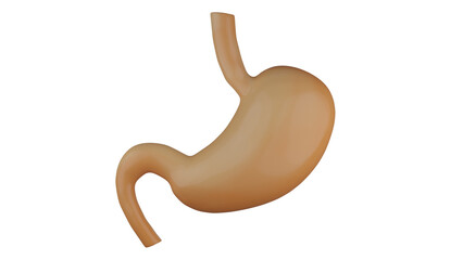 Human stomach isolated on transparent background. Anatomy stomach. 3D render