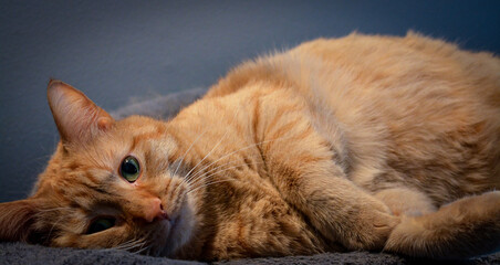 Orange Tabby Cat Pheline