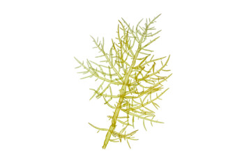 Green algae branch closeup isolated transparent png. Chlorophyta seaweed.