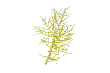 Green algae branch closeup isolated transparent png. Chlorophyta seaweed.