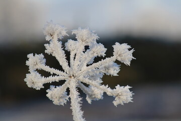frost on branches