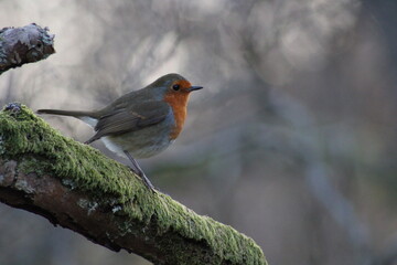 robin on a branch