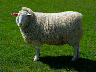 Big beautiful sheep standing on the green grass
