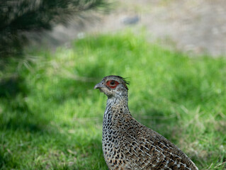 Portrait of female Himalayan or Impeyan monal (Lophophorus impejanus)