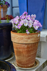 Colourful horned violets in a flower pot.