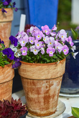 Colourful horned violets in a flower pot.