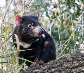 tasmanian devil sitting on a tree profile