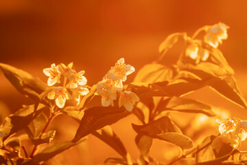 Beautiful white jasmine flowers in spring garden. Flowering plant illuminated by sunset sunbeams