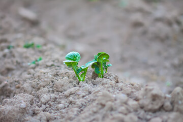 Organic vegetables growing on kitchen garden.