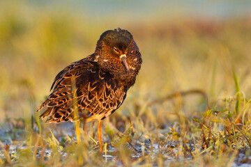 Batalion, bojownik batalion, bojownik zmienny, biegus bojownik, bojownik odmienny (Calidris pugnax)
