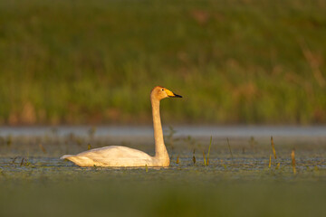 Łabędź krzykliwy (Cygnus cygnus) © Grzegorz