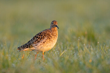 Batalion, bojownik batalion, bojownik zmienny, biegus bojownik, bojownik odmienny (Calidris pugnax)