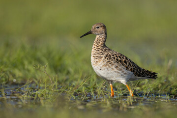 Obraz na płótnie Canvas Batalion, bojownik batalion, bojownik zmienny, biegus bojownik, bojownik odmienny (Calidris pugnax)