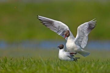 Mewa śmieszka, śmieszka (Chroicocephalus ridibundus) © Grzegorz