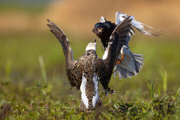 Batalion, bojownik batalion, bojownik zmienny, biegus bojownik, bojownik odmienny (Calidris pugnax) © Grzegorz