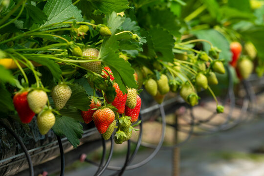 Inside a greenhouse with full rows of strawberry plants cultivated on a farm where lush foliage abounds. The air is thick with humidity and the scent of fertile earth supported by a watering system.