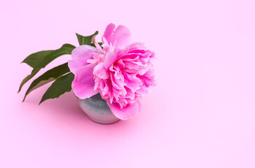 Pink peonies. Beautiful spring flowers in flowering season.