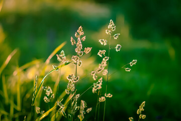 Grass in warm golden sunmset light. Summer nature details.