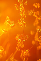 Grass in warm golden sunmset light. Summer nature details.