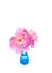 Pink peonies. Beautiful spring flowers in glass vase.