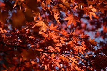 ある晴れた日のもみじ