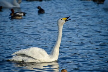 仲間を呼ぶ白鳥